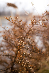Close up Photo of Dried Texture Little White/Beige Flowers