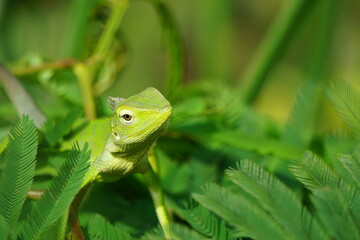Bunglon surai (Also called Bronchocela jubata, maned forest lizard) on the tree