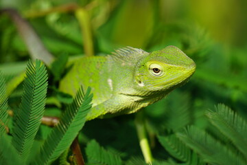 Bunglon surai (Also called Bronchocela jubata, maned forest lizard) on the tree