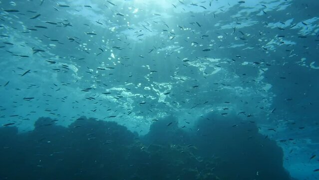 sun rays sun beam sun shine underwater fish around waves on rocks white foam slow backgrounds  ocean scenery