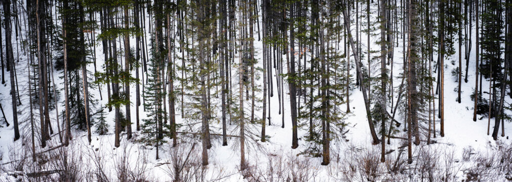 Trees silent in the snow.