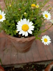 Obraz premium Beautiful and attractive garden flowers closeup view 
