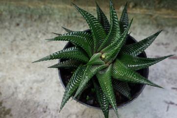 a pot of succulent plants that have just been watered and dried in the sun in the morning