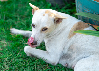 Obraz premium Thai dog looking forward waiting owner feed food, The brown dog's eyes focus 