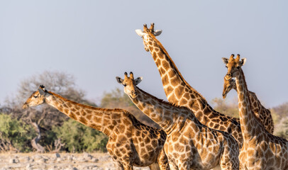 Giraffes drinking from a waterhole, Etosha NP, Namibia, Africa.