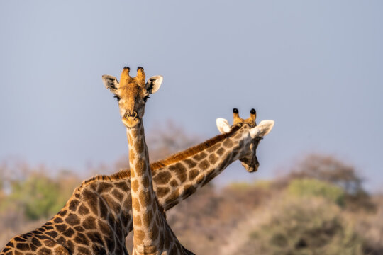 Couple of giraffes at sunset in Etosha National Park, Namibia, Africa