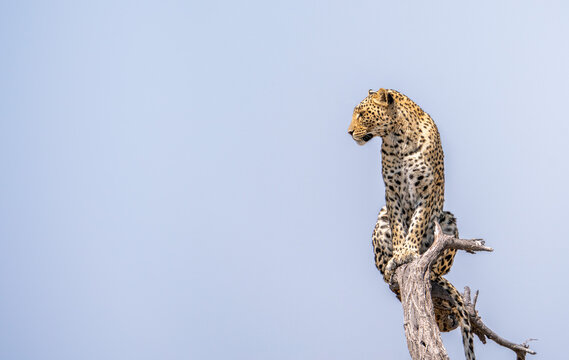 Beautiful leopard Looking For A Prey In The African Savanna