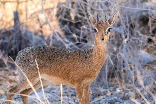 Dik-dik in Etosha National Park, Namibia, Africa.