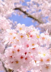 満開の桜の花と青空、桜の花のクローズアップ、さくら、サクラの花、ソメイヨシノ

