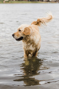 Golden retriever dog standing in a lake