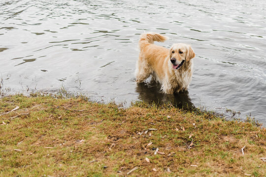 Golden retriever dog standing in a lake
