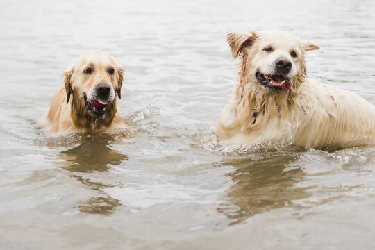 pair of retrievers in lake