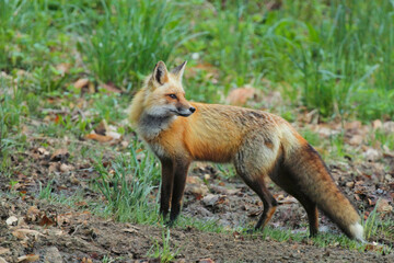 Red Fox Looking Back