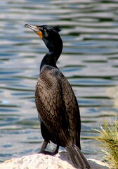 Cormorant at the Lake
