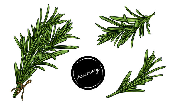 Set of rosemary bunch hand drawn vector colour illustration