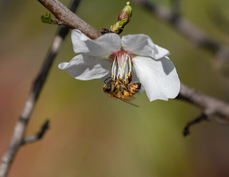 Bee hanging from Almond flower stamens. 