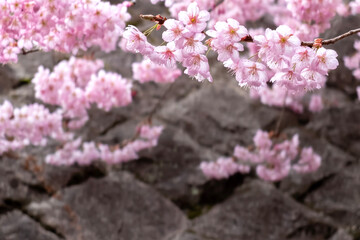 早春の公園でピンクの色が美しいハツミヨザクラ