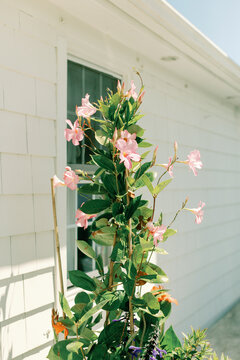 Large Potted Flower Bush