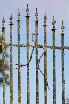 Texture background Abstract of branch stick stuck in ornate fence