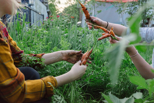 Carrot harvesting from a home garden