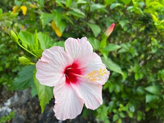 ハイビスカス 川平湾 石垣島 八重山諸島