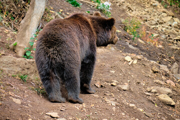 A brown bear plays in a seaside safari park.