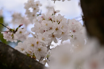 桜咲く