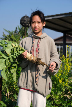 Asian girl picking fresh daikon radish at the farm
