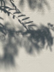 Leaves shadow background on concrete wall texture, leaves tree branches shade with sunlight