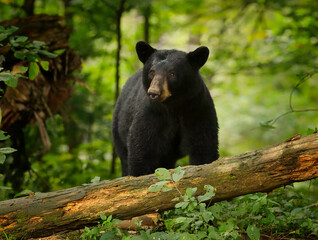 black bear in the forest
