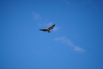 Fototapeta na wymiar juvenile bald eagle