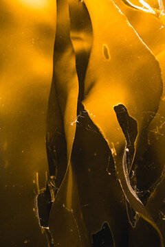 golden kelp 