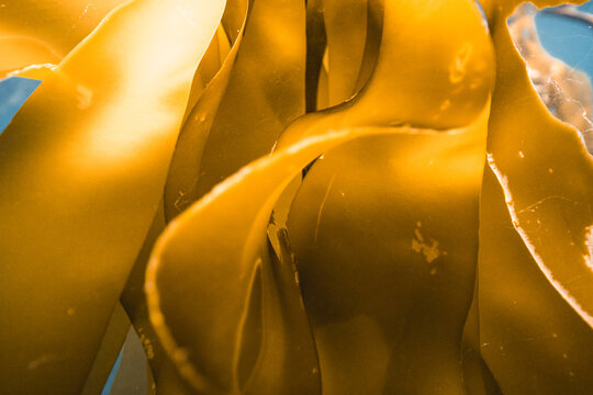 kelp in the ocean
