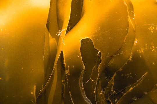 bull kelp in detail