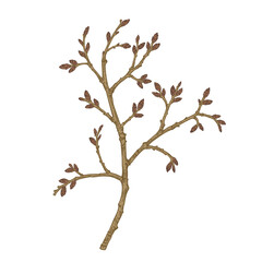 Common hawthorn. Blossoming twig, isolated on transparent background.  Spring botanical illustration. Vintage style. Can be used for design of invitations, cards, labels, stickers.