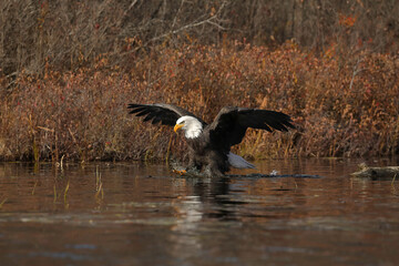 eagle in the water
