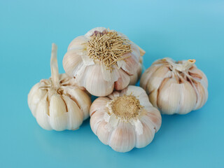 garlic isolated on blue background