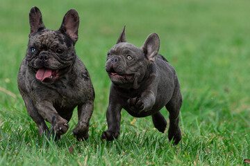 Cachorros