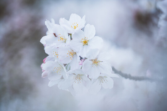 A Bunch Of Cherry Blossoms On A Tree In Japan