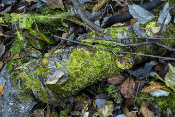 깊은 숲 속에 떨어진 낙엽과 이끼 낀 나무