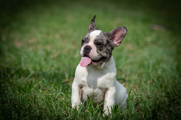 Cachorros de Perros