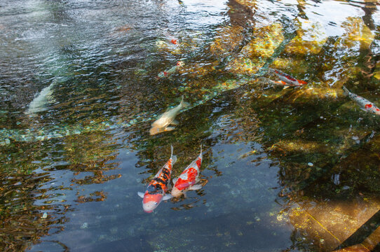 Koi carp in the pond