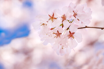 色が綺麗な満開の桜の花