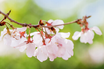 色が綺麗な満開の桜の花