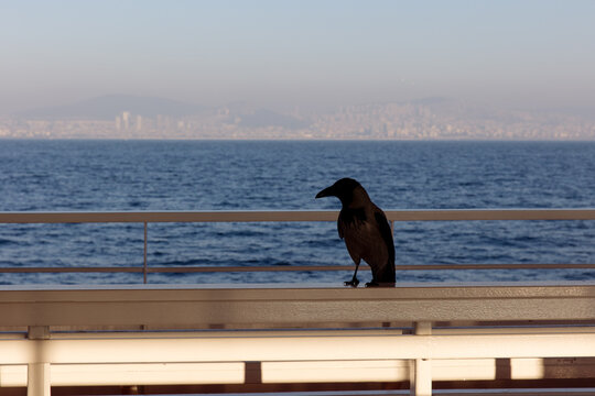 crow on deck