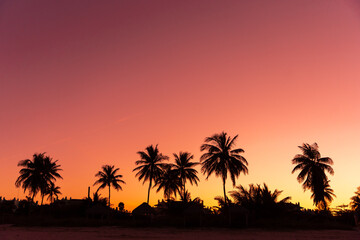 Naklejka premium Palm Trees During Orange Sky At Sunset