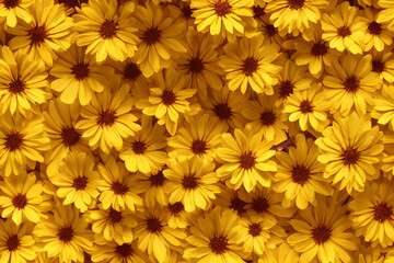 yellow chrysanthemum flower background