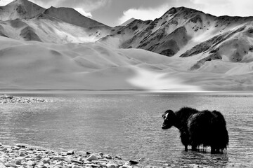 Alpine yaks drinking water in the Baisha Lake of Bulunkou Reservoir in southern Xinjiang