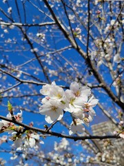 cherry tree blossom
