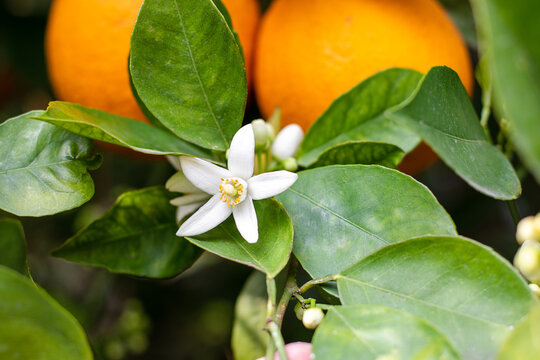 Orange blossom neroli with orange fruits and green leaves in background. Ripe fruit hanging on branch.